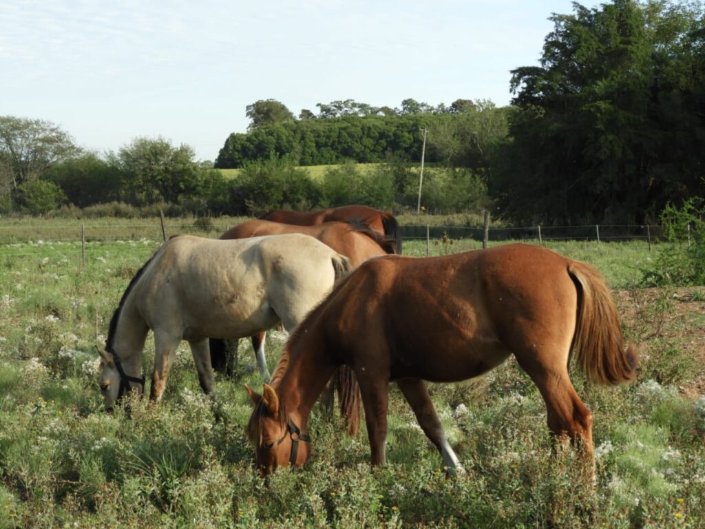El Campito