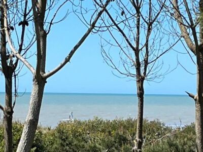 Maritimo 2 Lote 81